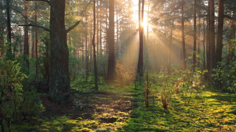 Solstrålar bryter igenom trädkronorna i en grön, fridfull skog med mossbeklädd mark